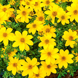 Bidens aurea - Lush Blooming, Golden Wonders of Summer - Bidens aurea - Premium Seeds