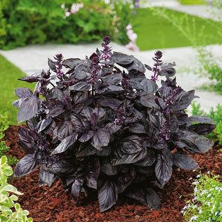 BIO Basilico a foglia rossa - Aroma intenso, tocco originale per il pesto - Ocimum basilicum - Semi Premium