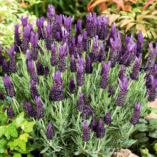 French Lavender - Intensely Fragrant Flowers, Ideal for Borders and Pots - Lavandula stoechas - Premium Seeds