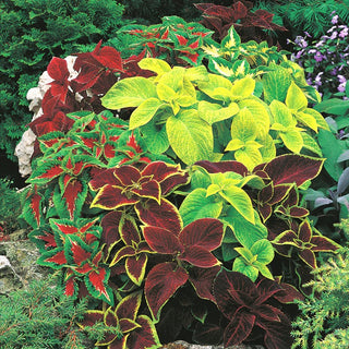 Coleus Blumei Mixed - Variegated Leaves, Potted and Garden Plant, Easy to Grow - Coleus blumei - Premium Seeds