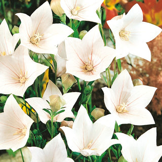 Balloon Flower White - Magnificent Bell-Shaped Flowers, Frost-Resistant - Platycodon grandiflorus - Premium Seeds