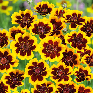 Burridge's Greenthread - Summer Flowers, Beautifully Blooming and Delightful - Cosmidium burridgeanum - Premium Seeds