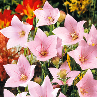 Balloon Flower Pink - Star-Shaped Flowers, Perfect for Borders and Rockeries, Frost-Resistant - Platycodon grandiflorus - Premium Seeds