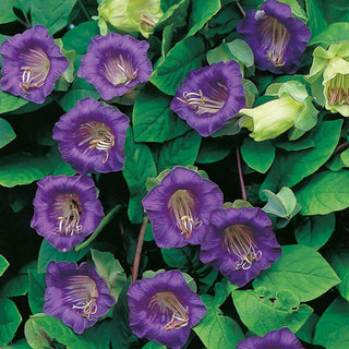 Cup-and-Saucer Vine Purple - Dark Purple Bells, Beautifully Blooming and Fragrant - Cobaea scandens - Premium Seeds
