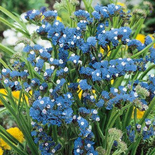 Statice Blue - Abundant Flowering, Ideal for Borders, Impressive Height - Limonium sinuatum - Premium Seeds