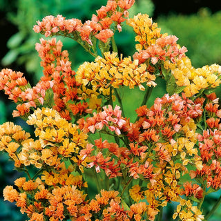 Statice Salmon - Long and Profuse Blooming, Ideal for Borders and Bouquets - Limonium sinuatum - Premium Seeds