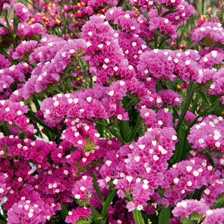 Statice Carmine - Striking Flowers for the Garden and Bouquets - Limonium sinuatum - Premium Seeds