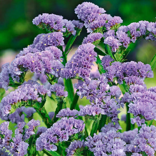 Statice Lavender - Delightfully Lush Panicles, Perfect for Borders and Bouquets - Limonium sinuatum - Premium Seeds
