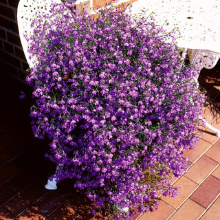 Trailing Lobelia Carmine-Red - Fiery Waterfall of Flowers, Continuous Blooming - Lobelia erinus var. Pendula - Premium Seeds