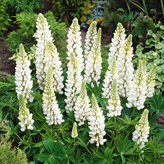 Lupine Noblemaiden - Snow-White Flowers Forming Impressive Spikes - Lupinus polyphyllus - Premium Seeds