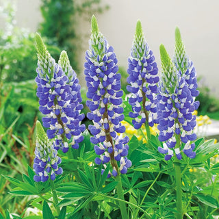 Lupine The Governor - Stunning, Intensely Blue Flowers in Impressive Spikes - Lupinus polyphyllus - Premium Seeds