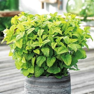 Lemon Balm - Aromatic, Calming and Lowers Blood Pressure - Melissa officinalis - Premium Seeds