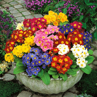 Oxlip Mixed - Early Blooming, Wide Range of Colours, Perfect for Borders - Primula elatior - Premium Seeds