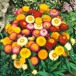Dwarf Strawflower Tom Thumb Mixed - Intense Colours, Long Blooming Period, Ornamental Leaves - Helichrysum bracteatum - Premium Seeds