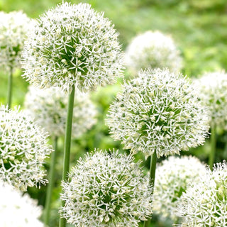 Allium - Mount Everest - Imponente gigante bianco