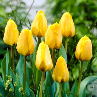 Tulipano - Golden Apeldoorn - Tulipa - Profumo delicato e colore spettacolare - 5 bulbi