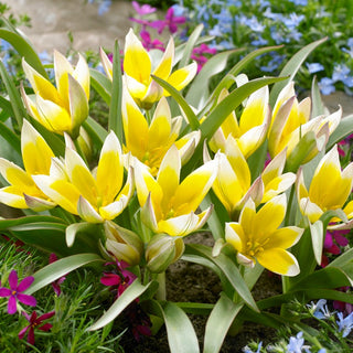 Tulipano - Tarda - Tulipa - Precoce e affidabile annuncio di primavera - 5 bulbi