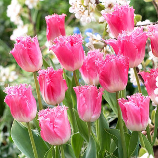 Tulipano - Fancy Frills - Tulipa - Rosa delicato, effetto primaverile duraturo - 5 bulbi