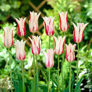 Tulipano - Marilyn - Tulipa - Tulipano moderno per composizioni - 5 bulbi