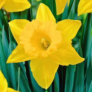 Narciso - Unsurpassable - Narcissus - Effetto wow di inizio primavera - 5 bulbi