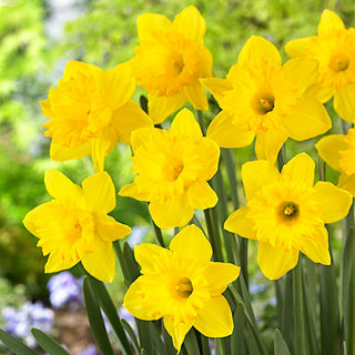 Narciso - Dutch Master - Narcissus - Fiori giallo intenso e spettacolari - 5 bulbi