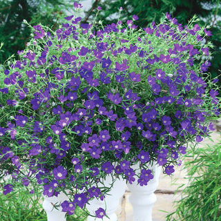 Venus's Looking Glass - Lush, Durable Flowers for Any Sunny Border - Legousia speculum - Premium Seeds