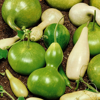 Calabash Mixed - Original Climber for the Garden, Ideal for Creating Natural Decorations - Lagenaria siceraria - Premium Seeds