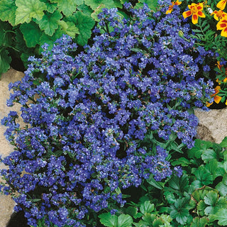Bugloss, Cape Forget-Me-Not - Spectacular Blooming Throughout the Summer - Anchusa capensis - Premium Seeds