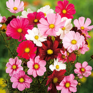 Cosmea - Pianta mellifera - Facile da coltivare, periodo di fioritura molto lungo - Cosmos bipinnatus - Busta Grande - 1 kg