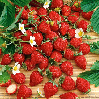 Alpine Strawberry Baron von Solemacher - Productive, Tasty Fruits, Ideal for Amateur Cultivation - Fragaria vesca - Premium Seeds