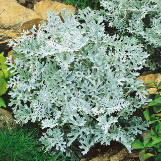Dusty Miller - Extra Beautiful, Decorative Leaves Like Snowflakes - Cineraria maritima - Premium Seeds
