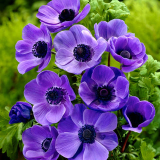 Anemone - Mr Fokker - Gioiello colorato del giardino primaverile - 8 bulbi