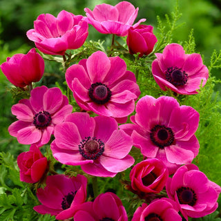 Anemone - Sylphide - Fiori raffinati e delicati - 8 bulbi