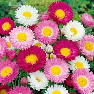 Paper Daisy - Abundant Flowering, Durable Decoration, Frost-Resistant - Helipterum roseum - Premium Seeds