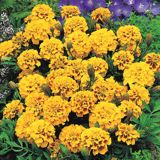 French Marigold Aurora Yellow Fire - Long Blooming Period, Enjoy the Colours for 5 Months - Tagetes patula - Premium Seeds