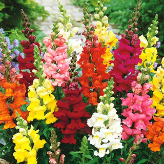 Snapdragon Mixed - Multicoloured Flowers, Ideal for Borders and Cut Flowers - Antirrhinum majus - Premium Seeds