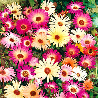 Livingstone Daisy Mixed - Carpet of Flowers, Perfect for Borders and Rockeries - Dorotheanthus bellidiformis - Premium Seeds