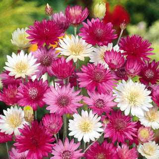 Immortelle Mixed - Intensely Coloured Flowers Ideal for Dry Bouquets - Xeranthemum annuum - Premium Seeds