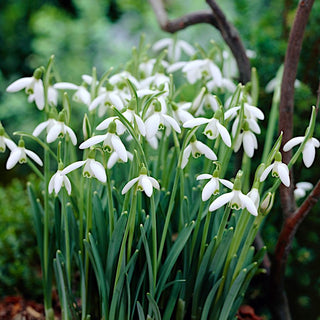 Galanthus bucaneve - Profumo delicato e fiori spettacolari - 5 bulbi