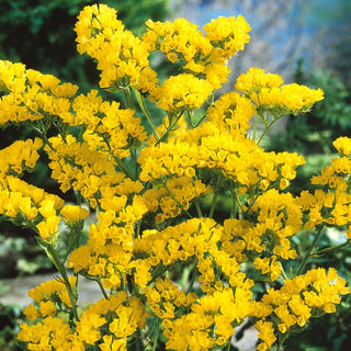 Statice Yellow - Intensely Yellow Flower Clusters, Perfect for Borders and Dry Bouquets, Frost-Resistant - Limonium sinuatum - Premium Seeds