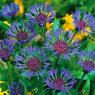 Mountain Cornflower - Mountain Perennial with Unmatched Charm - Centaurea montana - Premium Seeds
