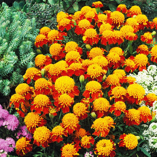 Tagete Orange Flame - Decorativa nelle piantagioni di gruppo - Tagetes patula nana - 1 kg