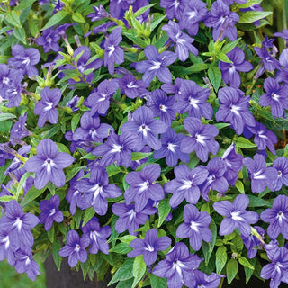Browallia, Amethyst Flower - Purple-Blue Symphony of Summer - Browallia americana - Premium Seeds
