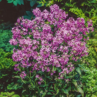 Dame's Rocket Violet - Fragrant Beauty - Hesperis matronalis - Premium Seeds