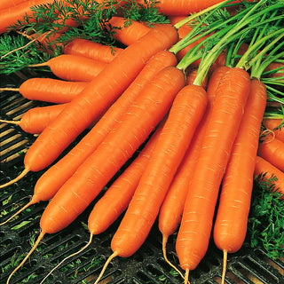 Carota - Amsterdam 3 - Varietà apprezzata da anni - 100 g