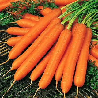 Carota - Amsterdam 3 - Raccolto precoce, sapore dolce e croccante - Busta Grande - 50 g