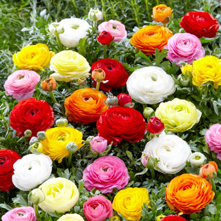 Ranuncolo - Ranunculus - Fioritura da maggio ad agosto - 10 bulbi