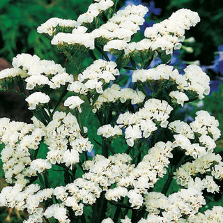 Statice White - Showy Flower Clusters, Ideal for Borders - Limonium sinuatum - Premium Seeds