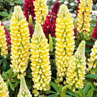 Lupine Chandelier - Long, Dense Flower Clusters, Frost-Resistant, Perfect for Borders - Lupinus polyphyllus - Premium Seeds