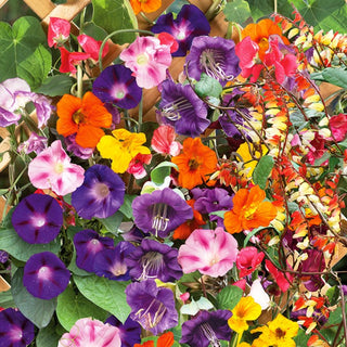 Climbing Plants Mixed - Fast-Growing and Easy to Grow, Beautiful Decoration Without Effort - Premium Seeds